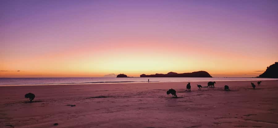 Sunrise with the Kangaroos & Wallabies - Airlie Beach - Who This Tour Suits Best (And Who Might Want to Skip It)