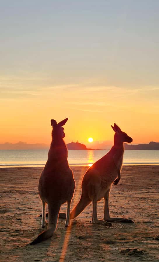 Sunrise with the Kangaroos & Wallabies - Airlie Beach - Meeting Your Guide: Cherene Sets the Tone From Pickup to Breakfast
