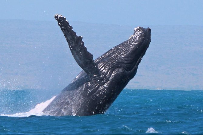 Sunset Cruise Wildlife Watching - Key Things to Know Before You Go