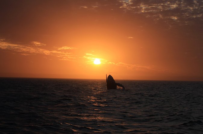 Sunset Cruise Wildlife Watching - The Crew and the Boat: How You Get Better Wildlife Chances