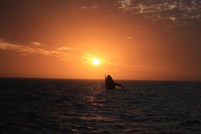 Sunset Cruise Wildlife Watching - Ningaloo Reef at Golden Hour: The Real Value of This Timing