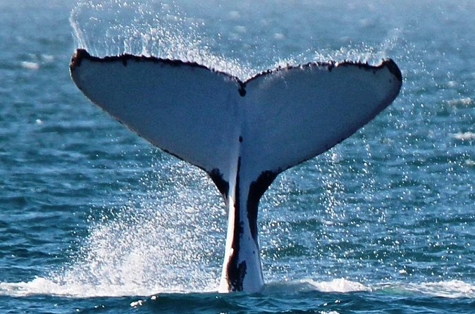 Sunset Cruise Wildlife Watching - Price and Value: Is $176 Worth Two Hours?