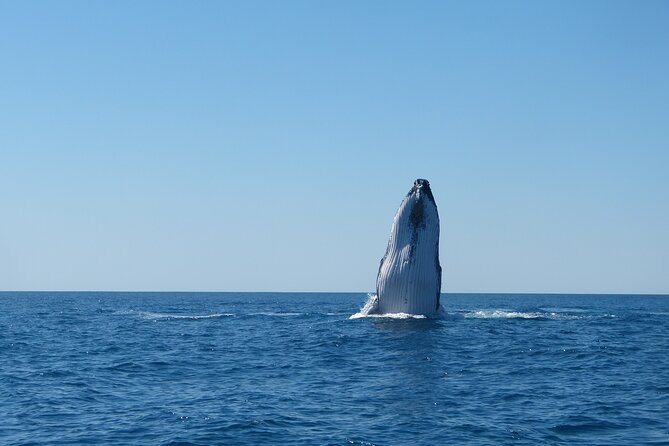 Sunset Cruise Wildlife Watching - When This Cruise Is a Great Fit (and When It Isn’t)