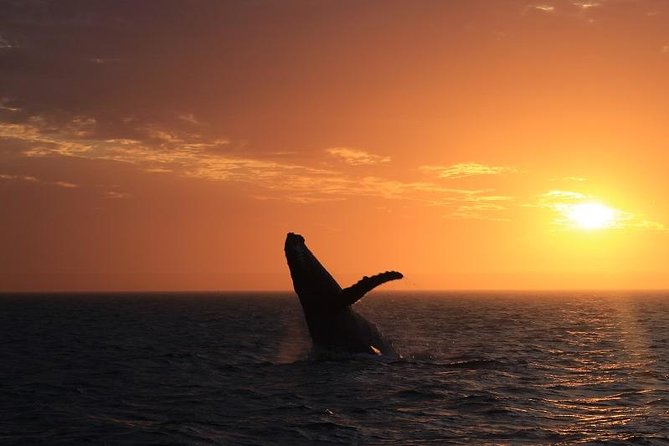 Sunset Cruise Wildlife Watching - Wildlife You Can Plan For: Whales, Dolphins, and Turtles