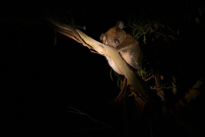 Sunset Nocturnal Adventure Tour - Key highlights (quick hits)