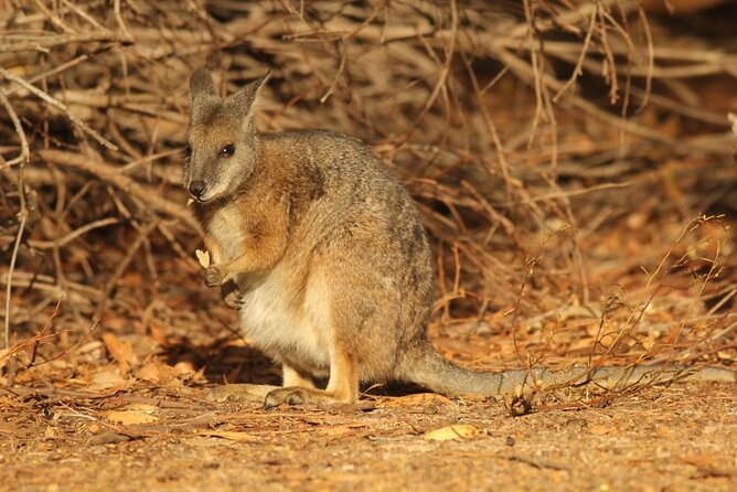 Sunset Nocturnal Adventure Tour - Price and value: is $60.97 per person worth it?