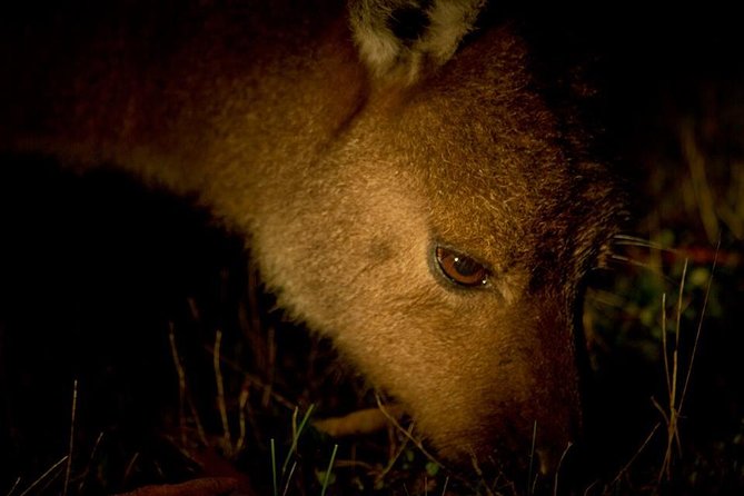 Sunset Nocturnal Adventure Tour - The 90-minute walk: what you’ll do from first steps to night searching