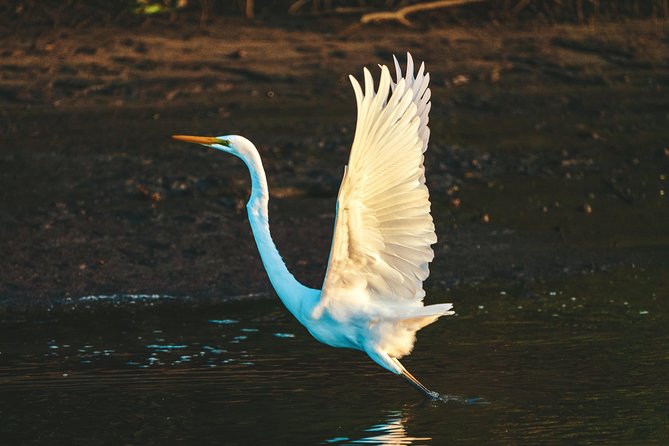 Sunset River Cruise near Byron Bay - Mangroves and wildlife around Ballina Island: what to expect and what to keep an eye on