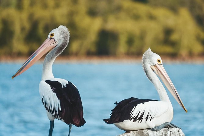 Sunset River Cruise near Byron Bay - The quick verdict: should you book Sunset River Cruise near Byron Bay?