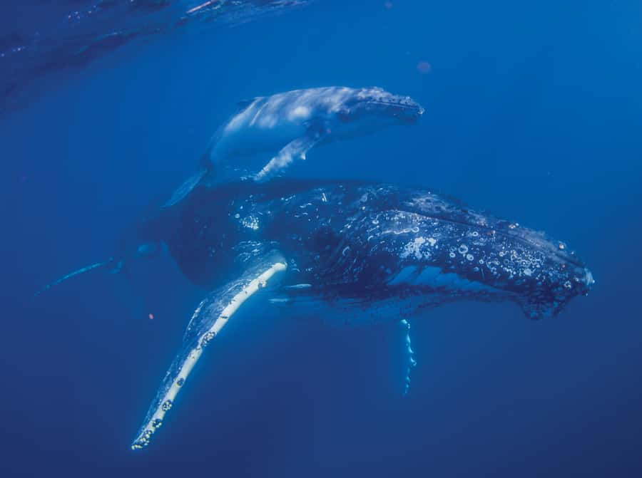 Sunshine Coast: Humpback Whale Cruise And Swim - Key Things You’ll Notice Onboard