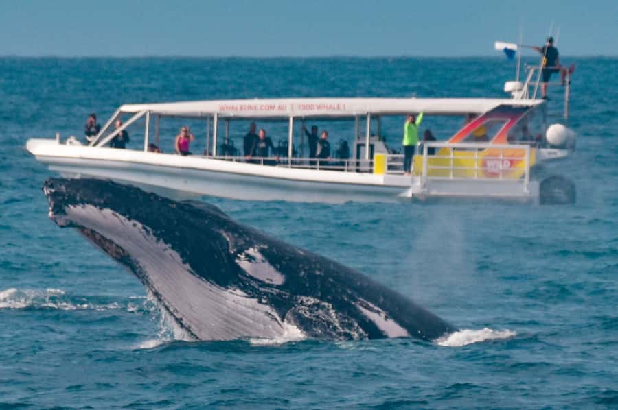 Sunshine Coast: Humpback Whale Cruise And Swim - Where You Start: Sunreef Mooloolaba in Mooloolaba