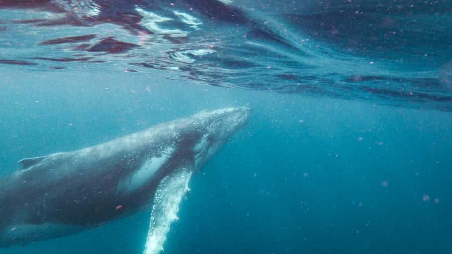 Sunshine Coast: Humpback Whale Cruise And Swim - The Moment You Hope For: Swimming With a Floating Safety Line