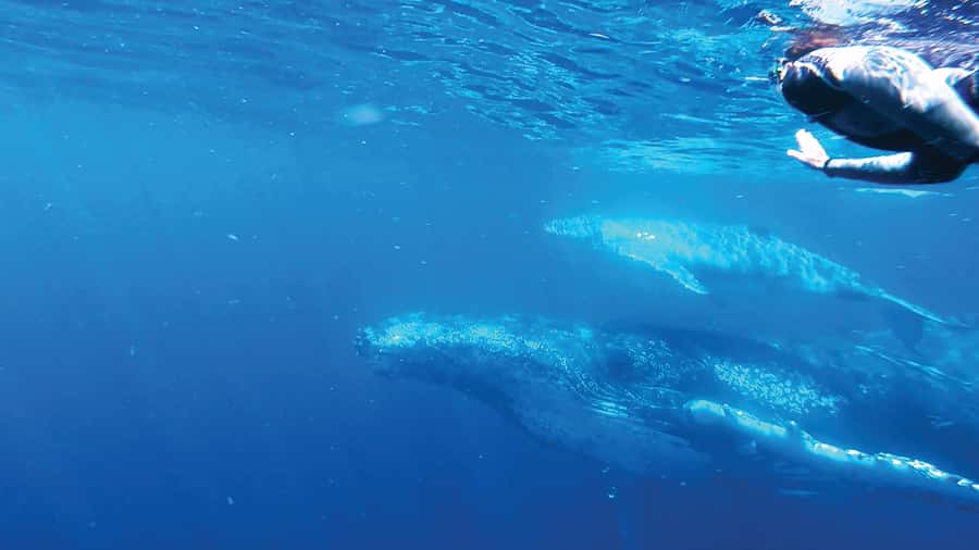 Sunshine Coast: Humpback Whale Cruise And Swim - What to Bring: Your Checklist for a Smooth Day