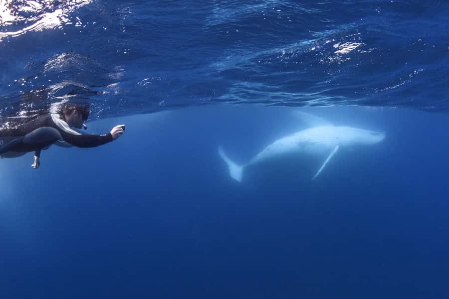 Sunshine Coast: Humpback Whale Cruise And Swim - The Whale-Spotting Cruise: How They Approach the Search