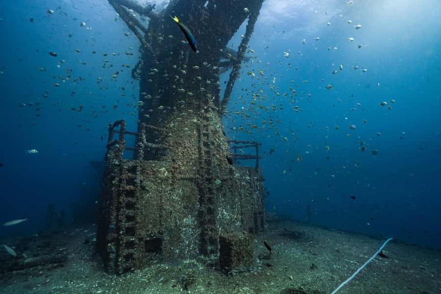 Sunshine Coast: Scuba Dive the Ex-HMAS Brisbane Ship Wreck - Marine life: the wreck as a living neighborhood