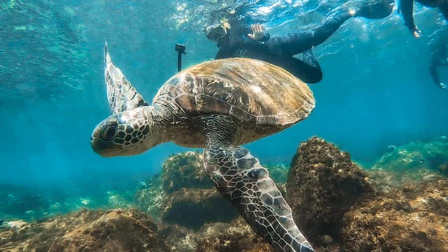 Sunshine Coast: Scuba Dive the Ex-HMAS Brisbane Ship Wreck - Price and value: what $133 buys you (and what costs extra)