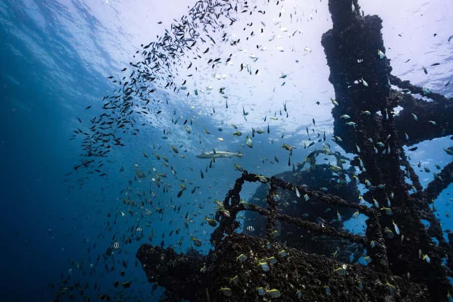 Sunshine Coast: Scuba Dive the Ex-HMAS Brisbane Ship Wreck - Final call: should you book the Ex-HMAS Brisbane wreck trip?