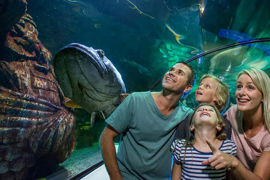 Sunshine Coast: SEA LIFE Sunshine Coast Entry Ticket - SEA LIFE Sunshine Coast in Mooloolaba: what you’re really buying