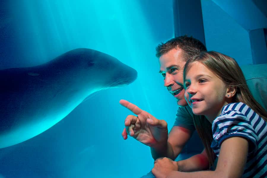 Sunshine Coast: SEA LIFE Sunshine Coast Entry Ticket - Marine mammals and the main attractions: seals, otters, and sharks