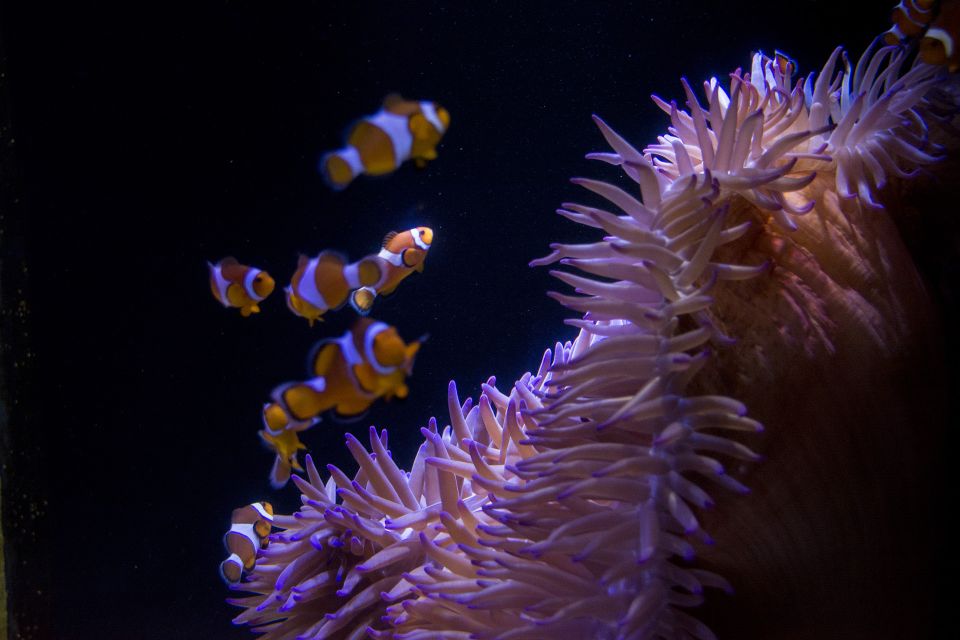 Sunshine Coast: SEA LIFE Sunshine Coast Entry Ticket - Jellyfish Kingdom and the creepy-cool favorites: ancient history meets moray eels
