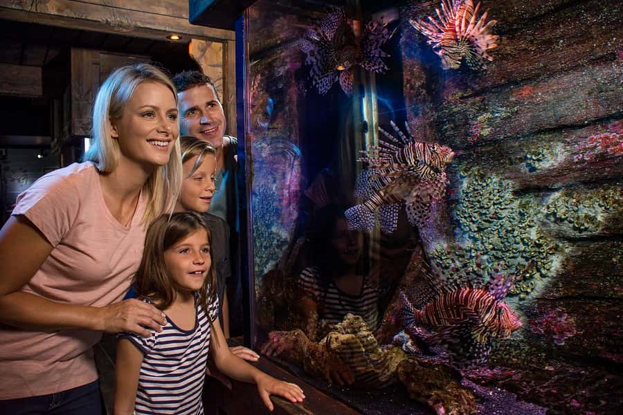 Sunshine Coast: SEA LIFE Sunshine Coast Entry Ticket - Queensland billabongs in freshwater: sawfish, barramundi, and pacu