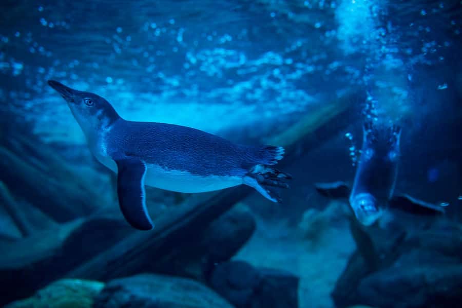 Sunshine Coast: SEA LIFE Sunshine Coast Entry Ticket - Conservation lessons you’ll take home (without turning it into a lecture)