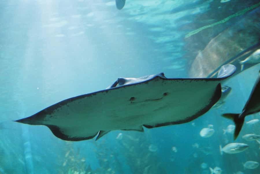 Sunshine Coast: SEA LIFE Sunshine Coast Entry Ticket - Timing it right: last admission at 16:00 and crowd reality