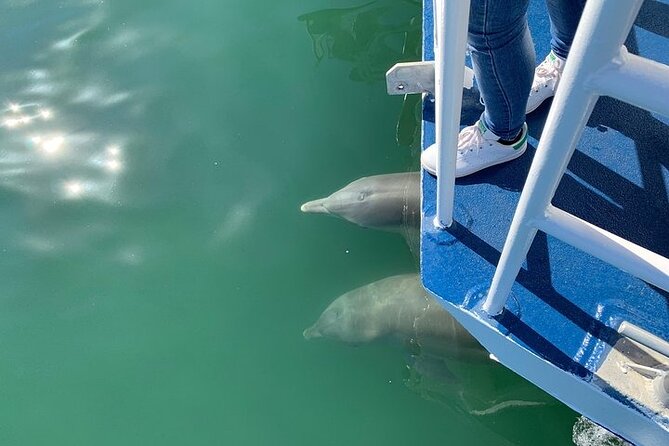 Surfers Paradise Sightseeing Midday River Cruise - Key things to know before you go