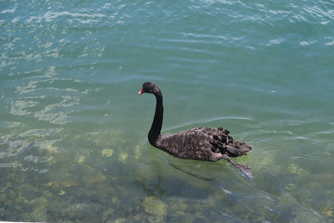 Surfers Paradise Sightseeing Midday River Cruise - Licensed Bar Onboard: Drinks and Social Time (Plus What’s Extra)