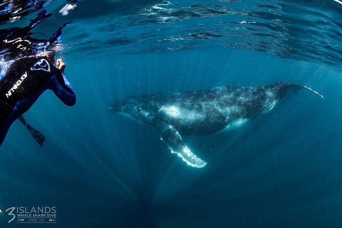 Swim with Humpback Whales - Ningaloo Reef - 3 Islands Whale Shark Dive - Spotter plane: the real reason your day moves fast