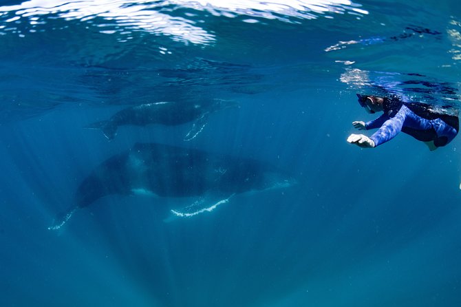 Swim with Humpback Whales - Ningaloo Reef - 3 Islands Whale Shark Dive - The whale shark bonus (when conditions line up)