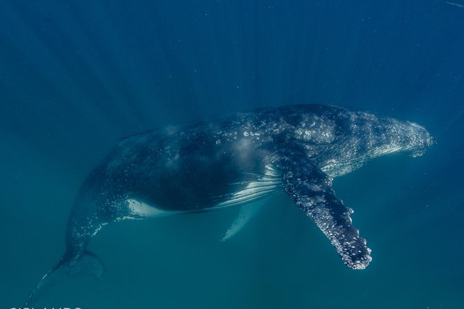 Swim with Humpback Whales - Ningaloo Reef - 3 Islands Whale Shark Dive - Food, champagne, and pro photos that actually matter