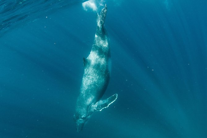 Swim with Humpback Whales - Ningaloo Reef - 3 Islands Whale Shark Dive - Pickup, timing, and what 8 hours feels like