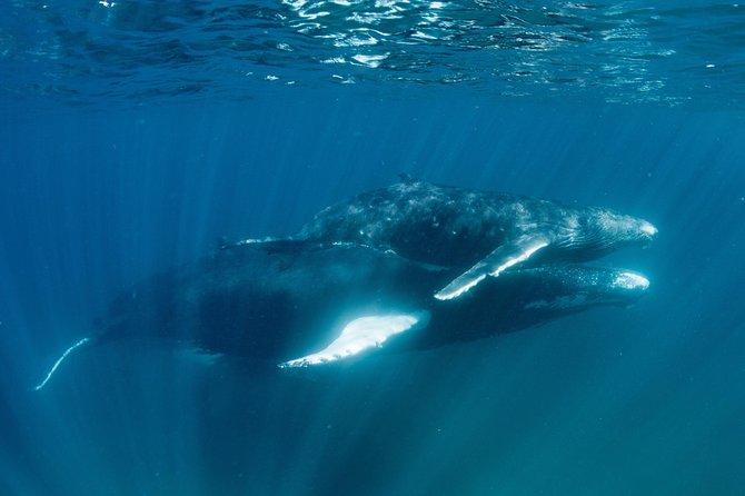 Swim with Humpback Whales - Ningaloo Reef - 3 Islands Whale Shark Dive - Price and value: what $430.35 gets you