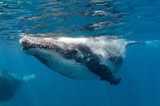 Swim with Humpback Whales - Ningaloo Reef - 3 Islands Whale Shark Dive - Ningaloo Reef snorkeling: more than just pretty coral