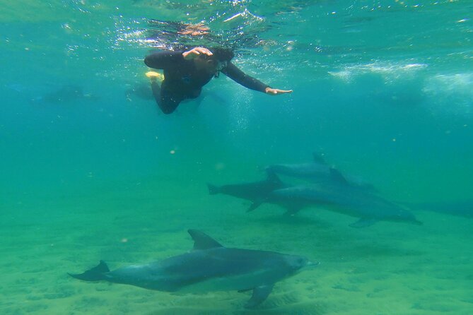 Swim With The Dolphins Experience in Bunbury Australia - Key things to know before you go