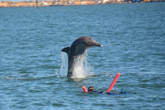 Swim With The Dolphins Experience in Bunbury Australia - Bunbury morning plan: 7:45am start and a small group at Koombana Bay