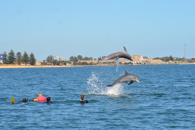 Swim With The Dolphins Experience in Bunbury Australia - How the “see dolphins or go again free” guarantee works