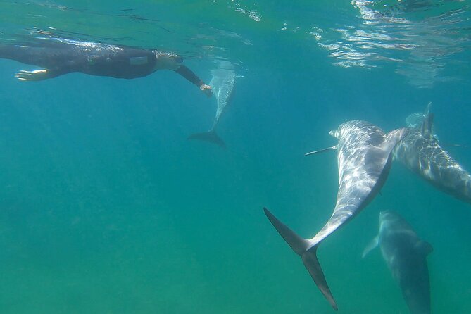 Swim With The Dolphins Experience in Bunbury Australia - Dolphin welfare and the Marine Biologists-designed approach