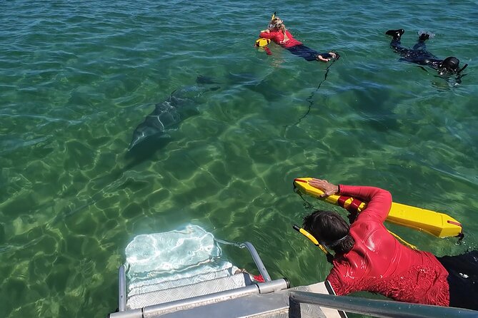 Swim With The Dolphins Experience in Bunbury Australia - Conservation and research: your ticket helps fund more than one swim