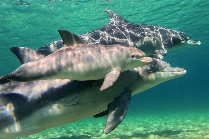 Swim With The Dolphins Experience in Bunbury Australia - What the 4-hour schedule feels like on the ground