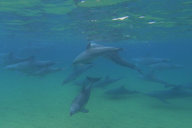 Swim With The Dolphins Experience in Bunbury Australia - Price and value: $99.64 for a dolphin swim plus gear and impact