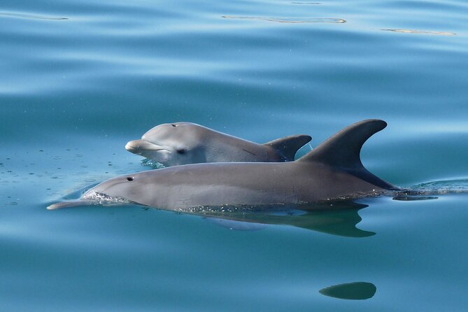 Swim With The Dolphins Experience in Bunbury Australia - The dolphin encounter: bottlenose behavior, mother-calf moments, and real interaction