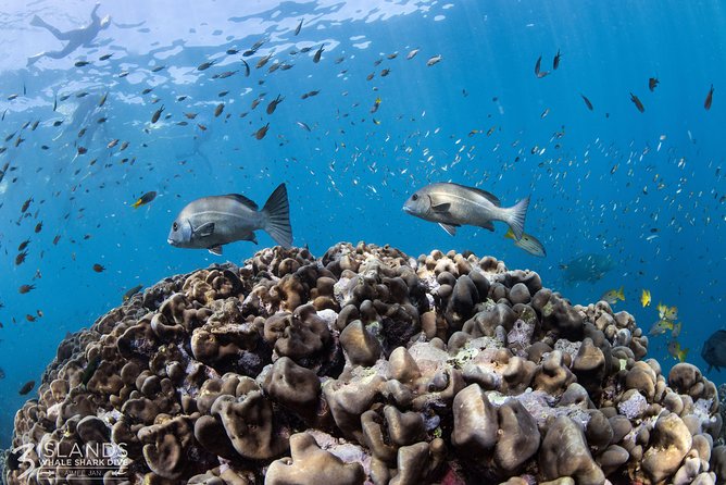 Swim with Whale Sharks in the Ningaloo Reef: 3 Island Shark Dive - Snorkeling Ningaloo Reef: More Than a Waiting Game
