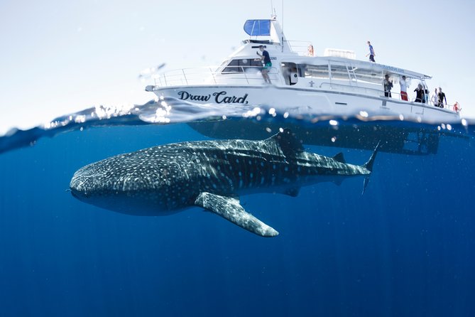 Swim with Whale Sharks in the Ningaloo Reef: 3 Island Shark Dive - The Photo Package Changes How You Enjoy the Day