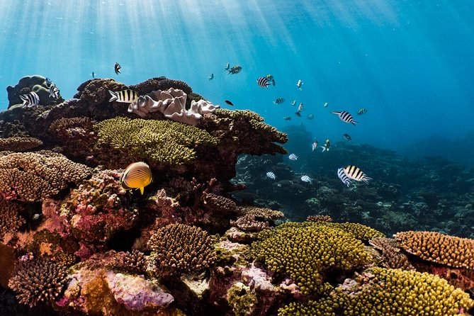 Swim with Whale Sharks in the Ningaloo Reef: 3 Island Shark Dive - Food, Drinks, and the “All-Day Included” Feel