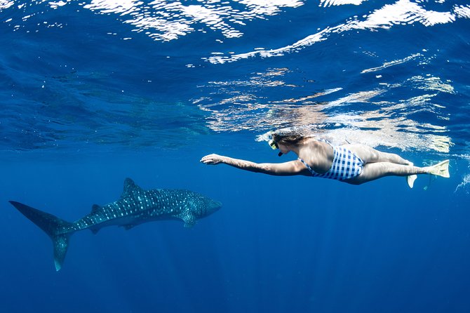Swim with Whale Sharks in the Ningaloo Reef: 3 Island Shark Dive - Price and Value: Is $444.69 Worth It?