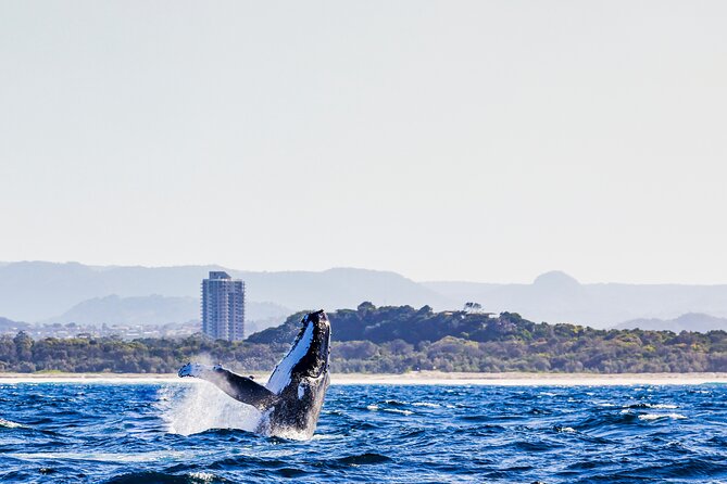 Swim with Whales Gold Coast - Marine Naturalist + Captain: How the search is run