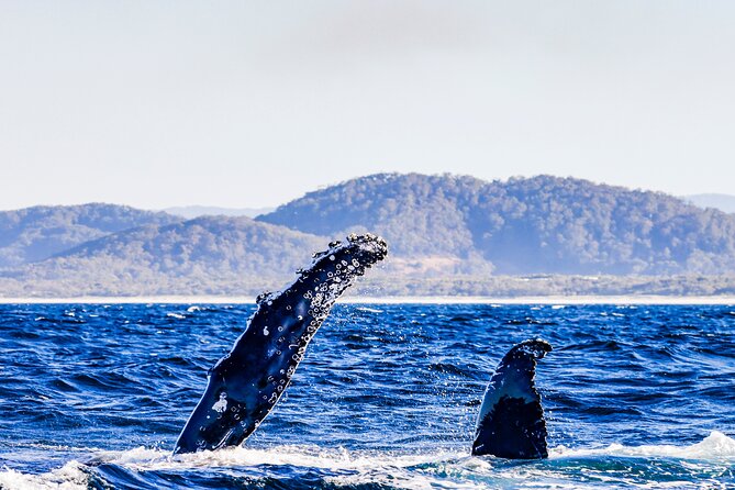 Swim with Whales Gold Coast - Price and Value: Is $286.18 worth it?