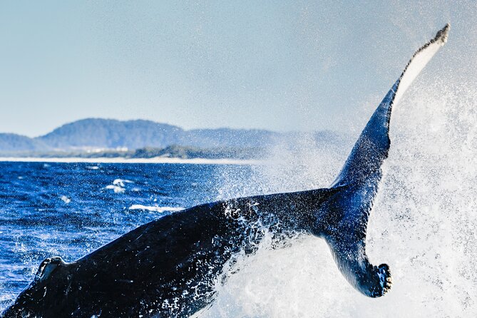 Swim with Whales Gold Coast - Who This Tour Suits (and who should think twice)